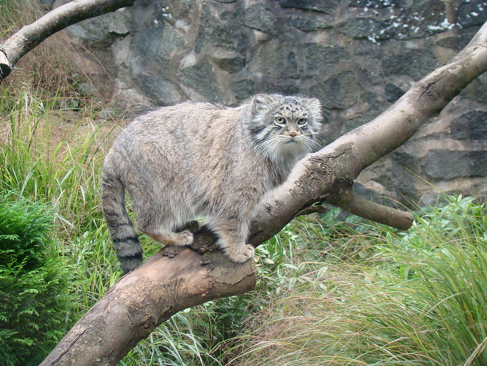 gray Wild cat on branch HD wallpaper